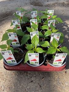 Afbeelding van Peper "Peperone" Bio